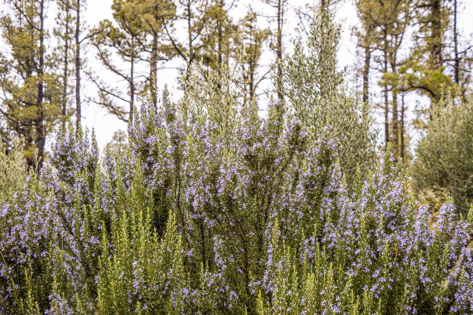 Vivienda Vacacional La Morada El Paso Exteriör bild